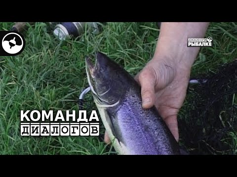 Видео: Семга дикая и разводная | Классика