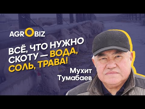 Видео: Племенные акбасы и аулиеколи Казахстана: секреты ухода и ветеринарного контроля | Приречное | Eldala