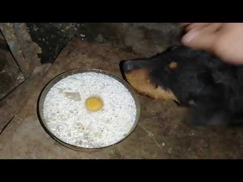 Видео: Ягдтерьер кушает | Немного о питании