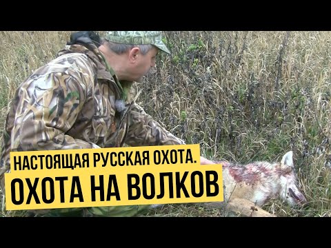 Видео: Настоящая русская охота // Охота на волков