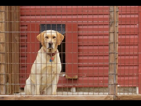 Видео: Лабрадор содержание в вольере. На улице. В будке. На Цепи.