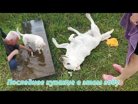 Видео: Последнее купание в этом году