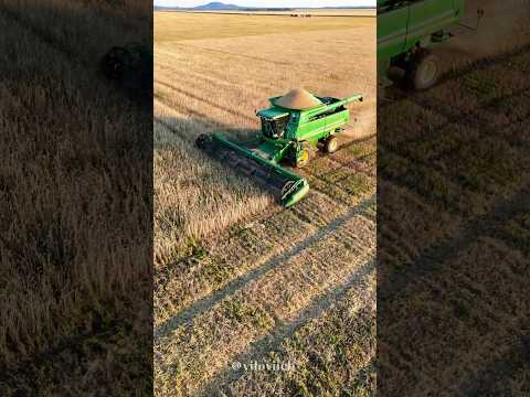 Видео: 🌾🌾🌾☀️2024 #ско #айыртаускийрайон #farming #рекомендации #спецтехника #nature #урожай #farm