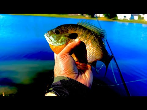 Видео: 🇺🇸 Рибалка в США — як ловиться Bluegill на спінінг!