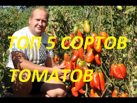 Видео: Топ 5 розовоплодных сортов томатов #топ5томатов