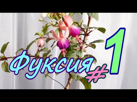 Видео: Фуксия/Fúchsia  Пересадка, содержание в домашних условиях  Май 2024