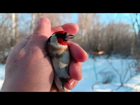 Видео: Ловля птиц.8.02.2025.