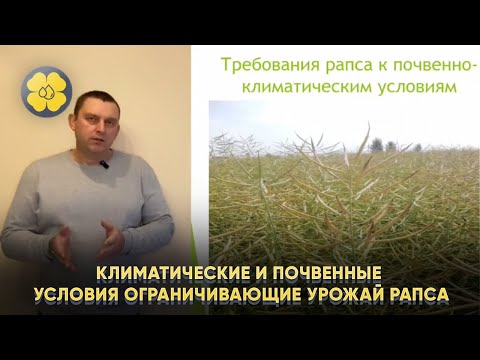 Видео: Климатические и почвенные условия ограничивающие урожай рапса