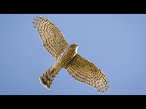 Видео: Больные ястреба 🦅 Казани 😩               Это вам не там 🤔