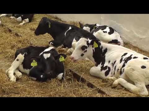 Видео: Кугарчинский район.