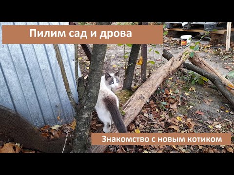 Видео: Пилим сад и дрова. Сбор остатков урожая