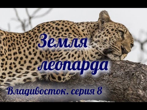 Видео: Земля леопарда ► Владивосток ► Серия 8