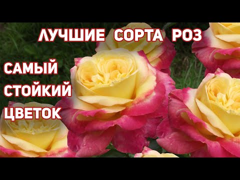 Видео: 4 РОЗЫ - настоящие шедевры среди чайно-гибридных сортов! Это одни из лучших сортов моей коллекции!