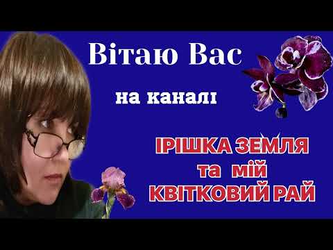 Видео: #ехінацеі ваші замовлення