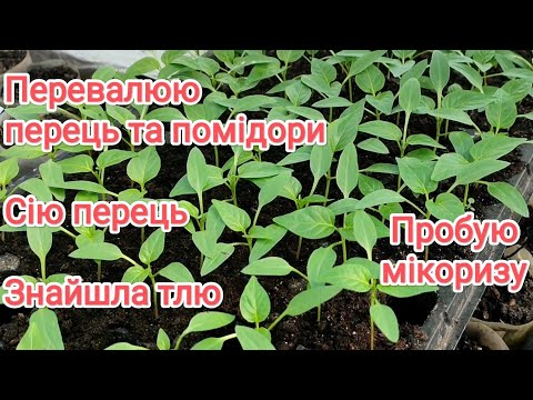 Видео: Наклюнулося насіння перцю, сіємо. Перевалюю перець та помідори.