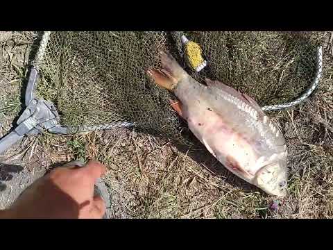 Видео: Рыбалка, Ставропольский край, село Привольное - первый пруд от села, нижний.. (плохой звук, ветер)