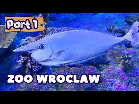 Видео: Зоопарк Вроцлава — целый день среди животных. Часть-1