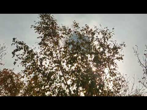 Видео: Сұлулықты көзбен көру аз болар,    Көкірекпен көре білу-бір басқа.                     М.Ж.