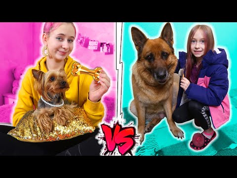 Видео: БОГАТАЯ VS БЕДНАЯ  собака