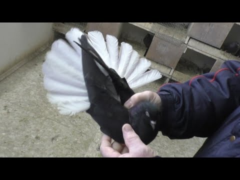 Видео: Голубеводы Ступино.