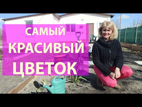 Видео: Как сажать гайлардию