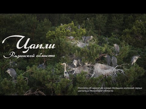 Видео: Цапли Рязанской области