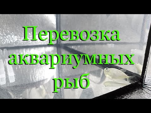 Видео: Транспортировка аквариумных рыбок. Переезд аквариума.
