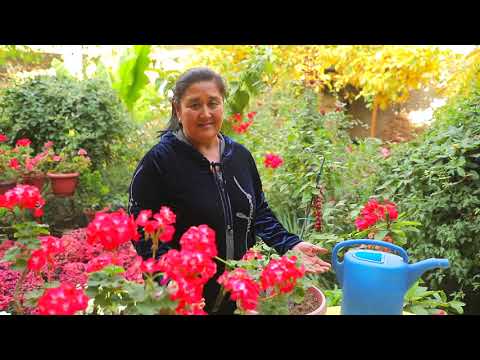 Видео: Buganvilla gulini ko'paytiramiz  Бугенвиллея