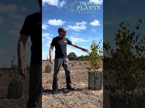 Видео: Ето как изглежда една плантация за трюфели!