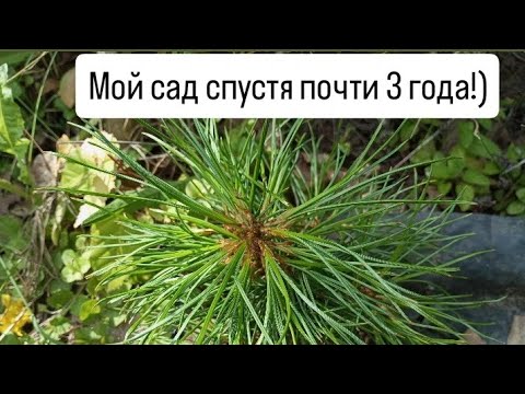 Видео: Мой сад спустя почти 3 года!)