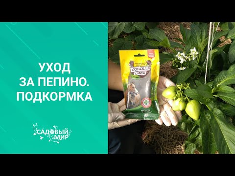 Видео: Уход за пепино