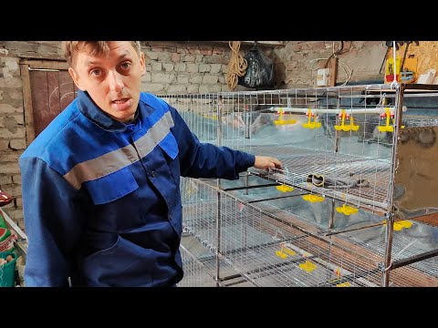 Видео: Клетка на 75 голов бройлера. Полный процесс изготовления