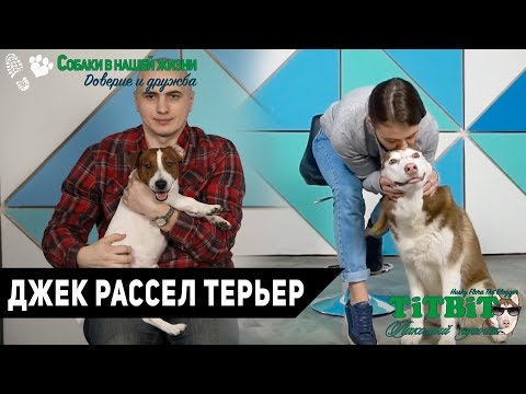 Видео: Хаски Флора TiTBiT - Собаки в нашей жизни: Интервью #3 (Джек Рассел Терьер)