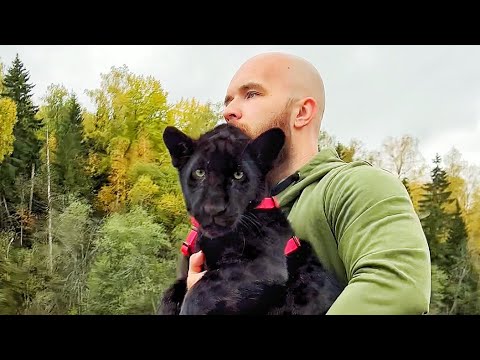 Видео: Прогулка С ЯГУАРОМ ПО ПОЛЯМ / Чёрные ПАНТЕРЫ Брабус и Пумка. ПАРК ЗЕМЛЯ ПРАЙДА. Дмитрий Собин