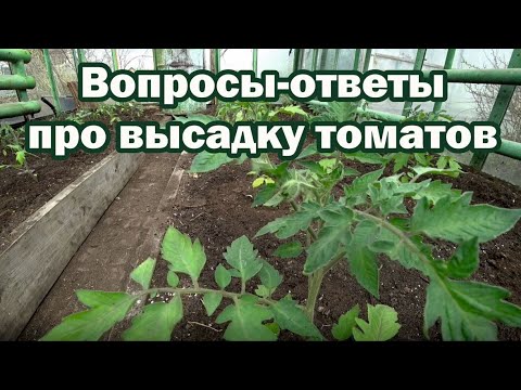 Видео: Высадка томатов. Проясняю некоторые моменты