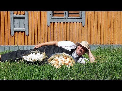 Видео: КАК ТЫКВА И КАБАЧКИ ГУБЯТ ВАШИХ КУР !!!  10.08.2024 год.