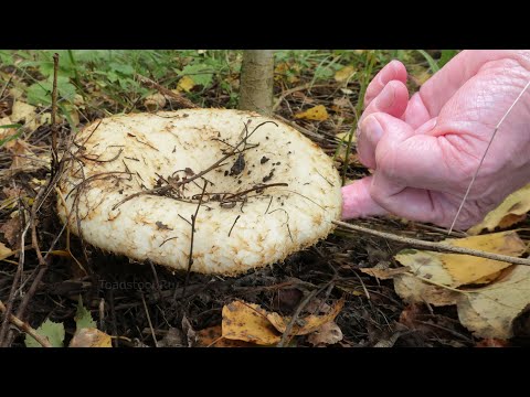 Видео: За груздями! Тихая охота на Грузди началась.