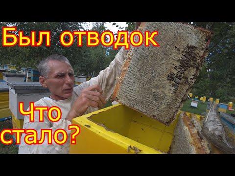 Видео: От Отводка до Семьи, Карника. + 90 кг