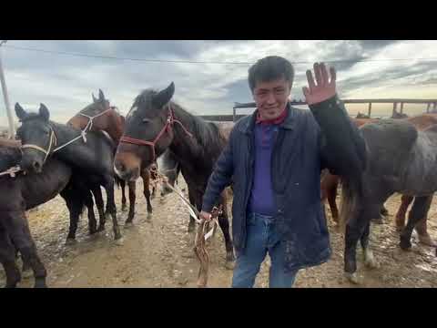 Видео: Сандыбаев мал базар шымкент каласы Жылкы базар /Атбазар