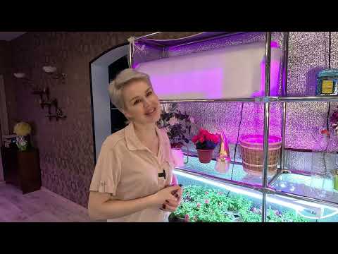 Видео: ПОЛУЧИЛА ПОСЫЛКУ С НЕУКОРЕНЁННЫМ ЧЕРЕНКОМ.2023