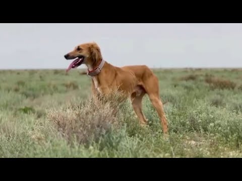 Видео: Собаки атаковали волка: разведением тазы занимаются в Мангистауской области