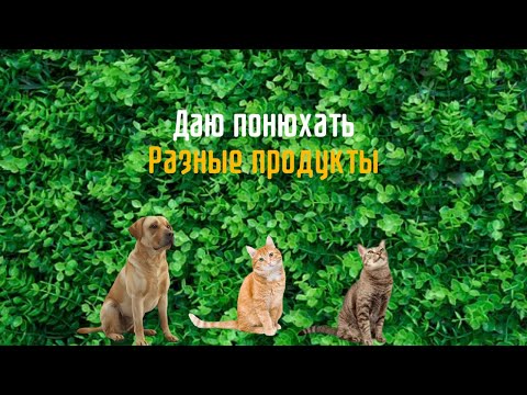 Видео: Реакция животных на странные запахи