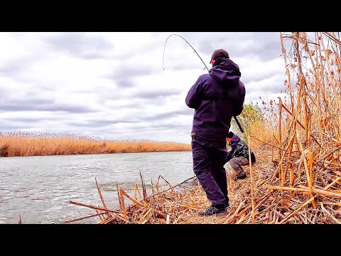 Видео: ПЕРВЫЕ ВЕСЕННИЕ САЗАНЫ! Только закинули и сразу паровоз! Рыбалка весной на сазана