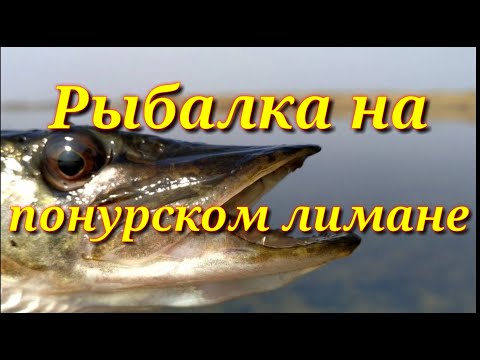 Видео: Щука на Понурском лимане.Рыбалка на Кубани.