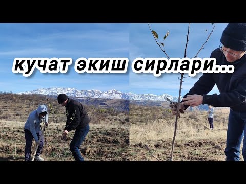 Видео: Кучат экиш буйича мастер клас. Мевали кучатларни экиш тартиби.