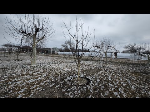 Видео: обрезка молодой сливы весной