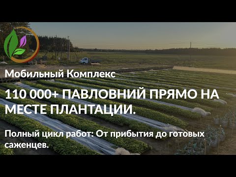 Видео: Мобильный Комплекс для выращивания Павловнии на месте плантации. Как это делается? Полный цикл работ
