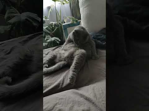 Видео: 12 ноября 2025 г.