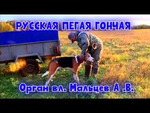 Видео: РУССКАЯ ПЕГАЯ ГОНЧАЯ - Орган вл. Мальцев А .В. #охотасгончей#собака #животные #топ #hunting