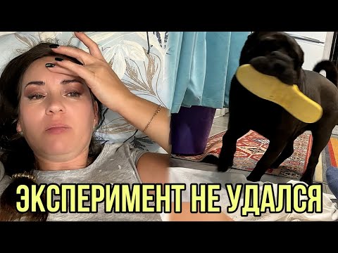Видео: Спать со МНОЙ Он не Захотел#собака#животные#шарпей
